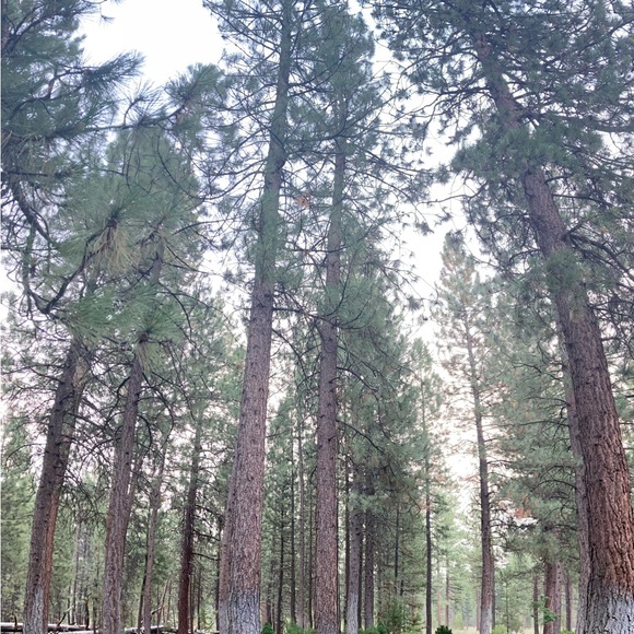 Meet your Posher, Laura - Picture 6 of 8